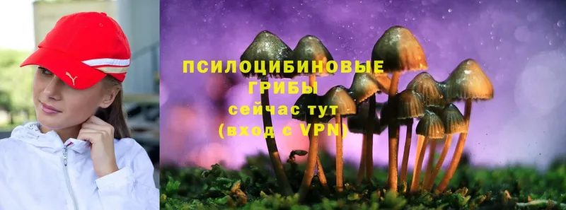 Псилоцибиновые грибы Cubensis  hydra ссылка  даркнет Telegram  Каргополь 